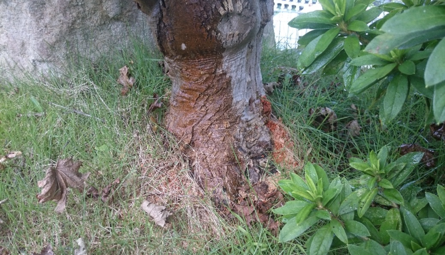ゴマダラカミキリ被害の木